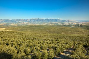 El expediente de los Paisajes del Olivar supera la evaluación formal del Centro de Patrimonio Mundial